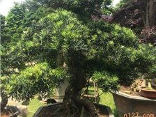 湖南長(zhǎng)沙市雨花區(qū)精彩園林綠化苗木場(chǎng) 城市綠化的專業(yè)伙伴與一站式園林工程服務(wù)商